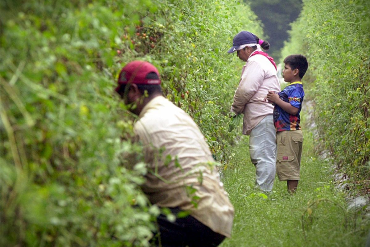A young boy watches his migrant worker motherwhile she picks grape tomatoes in Rocky Point, N.C.     (AP/Jeffrey A. Camarati)