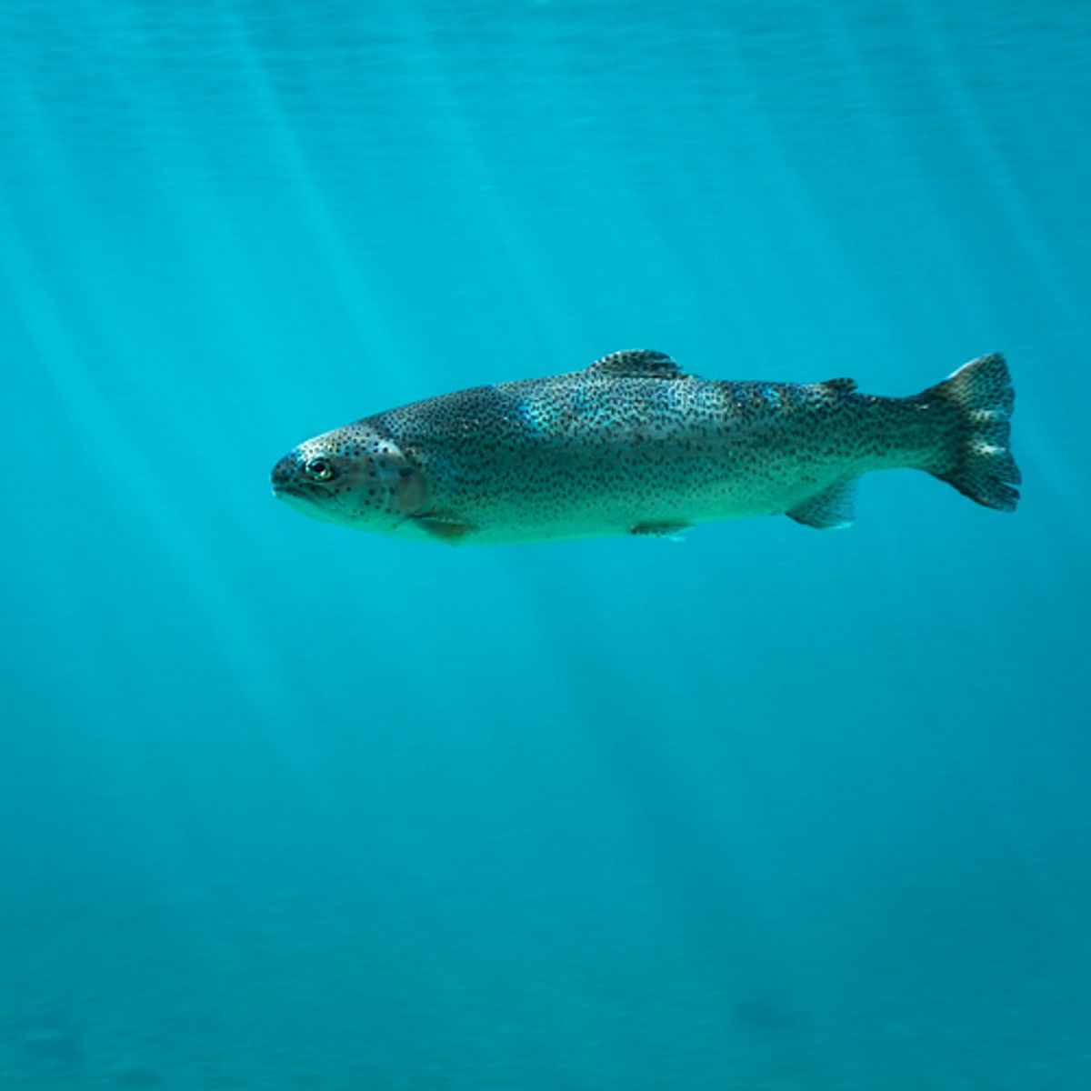Could California's salmon make a comeback?