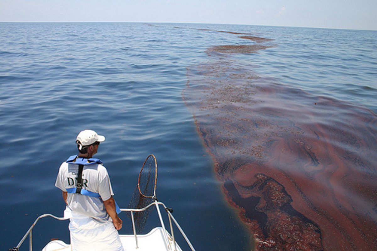 Mark Dodd, wildlife biologist from Georgia's Department of Natural Resources, surveying oiled sargassum in the Gulf of Mexico (Georgia Department of Natural Resources)