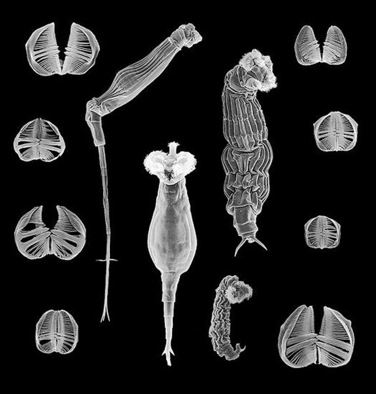 Bdelloid Rotifers, all-female animals that live in ponds, have reproduced without sex for millions of years.  (Diego Fontaneto via Wikipedia)