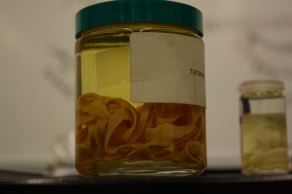  A jar of delicious tapeworms   (Lou FCD/Flickr)