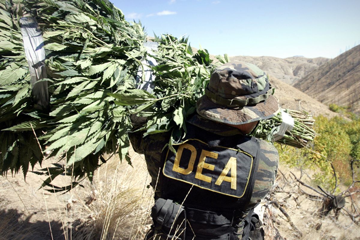 A DEA agent carries a bundle of marijuana.   (AP/Elaine Thompson)