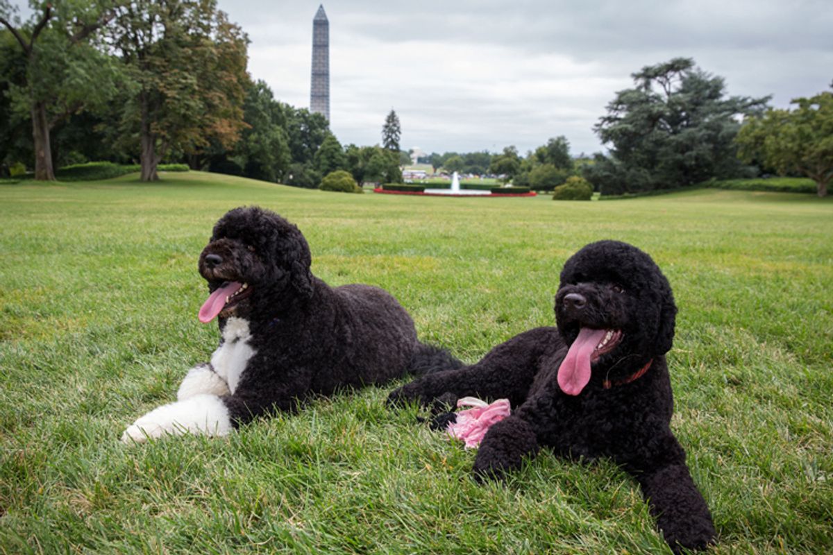 Bo and Sunny, the Obama family dogs        (AP/Pete Souza)