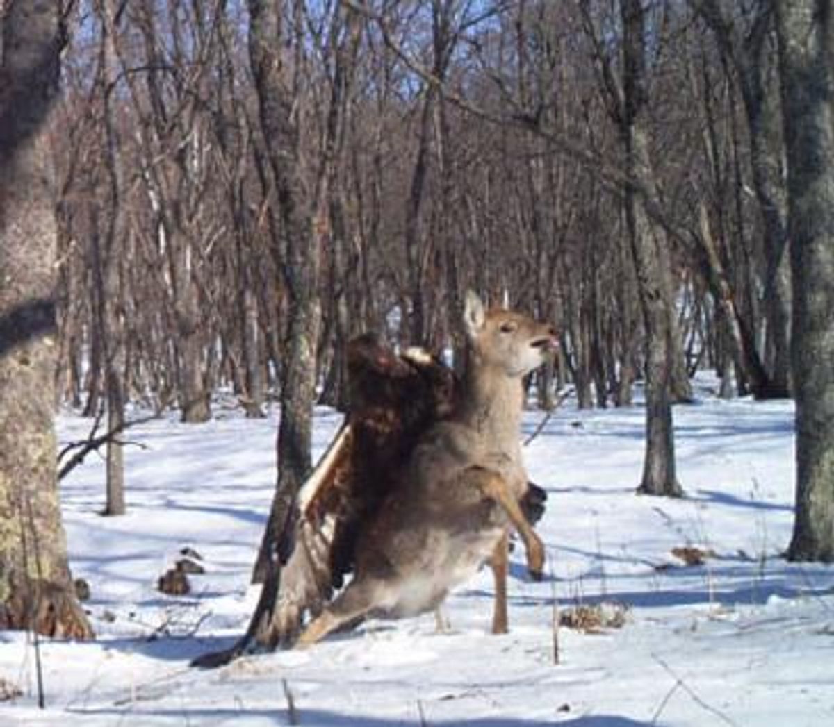 A camera trap set out for endangered Siberian (Amur) tigers in the Russian Far East photographed something far more rare: a golden eagle capturing a young sika deer  (Linda Kerley, Zoological Society of London (ZSL))