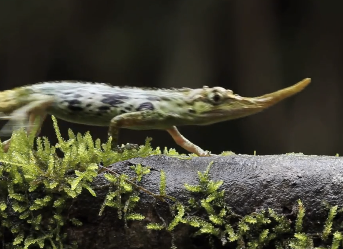 The Pinocchio Lizard (Anolis proboscis)  (Screenshot, Youtube)