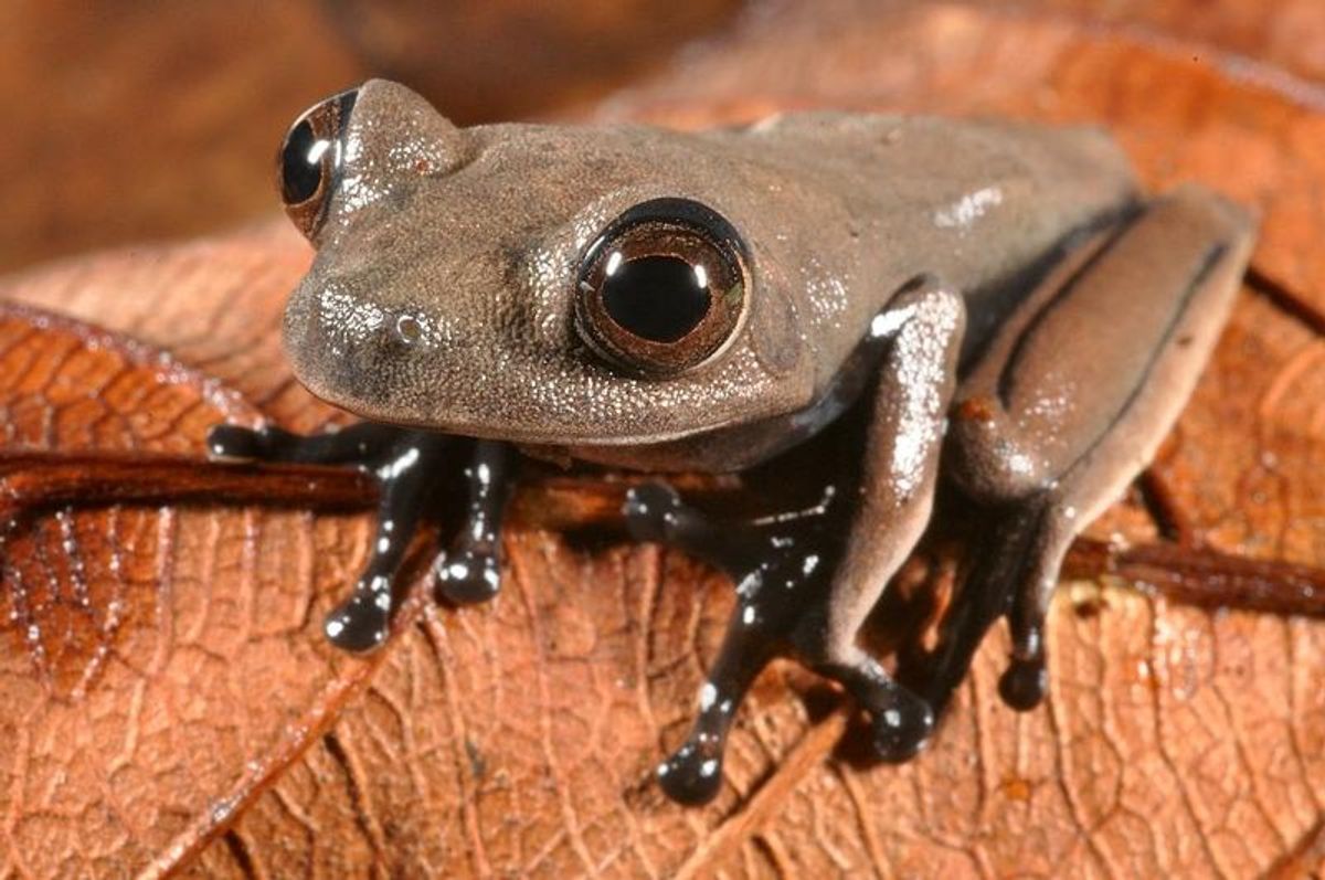 This sleek chocolate-colores "cocoa" frog (Hypsiboas sp.) may be new to science  (Stuart V Nielsen/Conservation International)