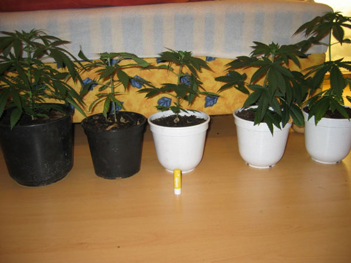 Pots of cannabis