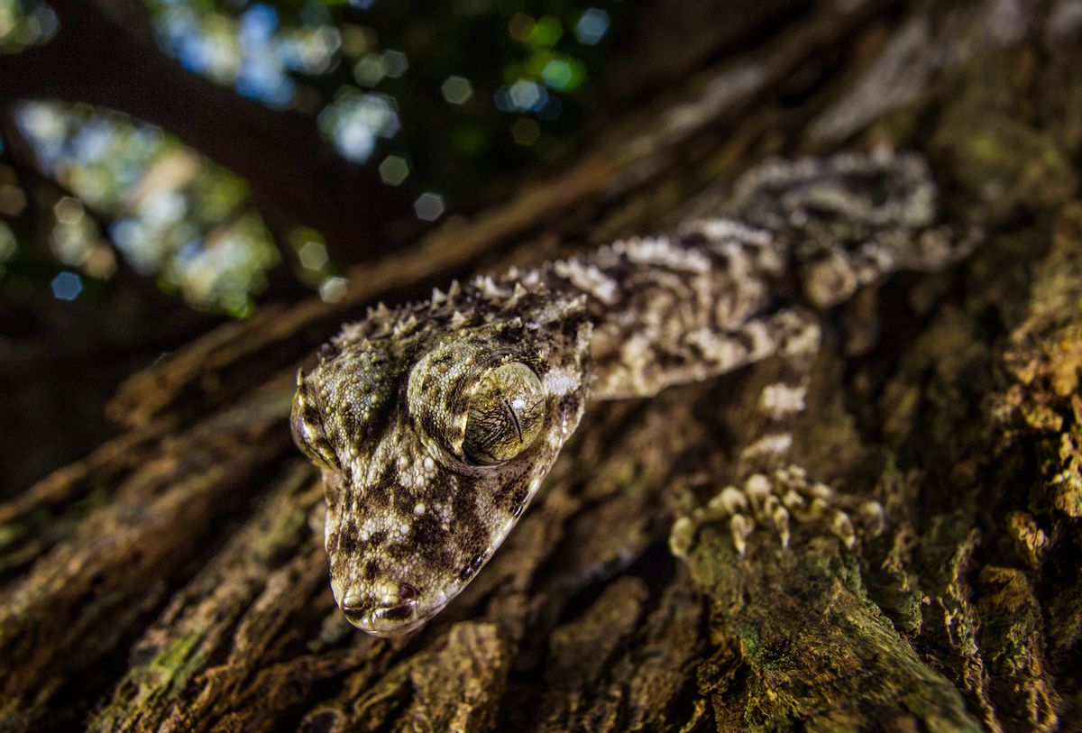 A new species of Leaf-tailed Gecko, Cape York Peninsula   (Tim Laman/National Geographic)
