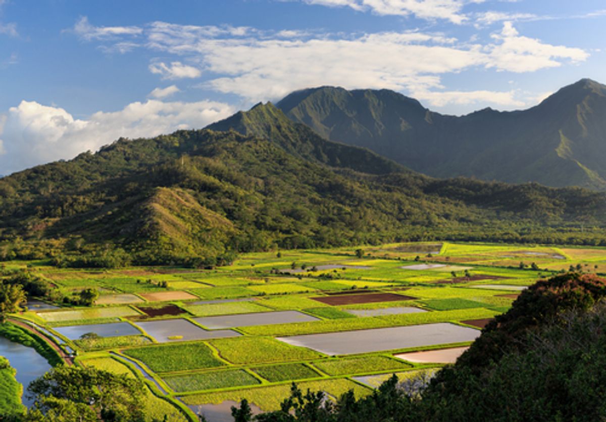 View overlooking the taro fields on Kauai, Hawaii.  (Sarah Fields Photography/Flickr)