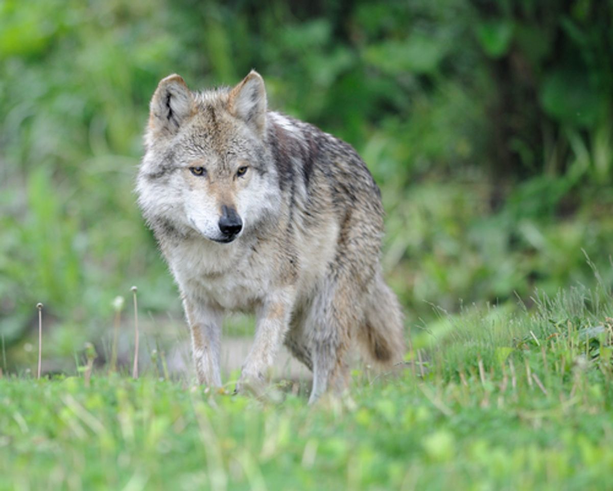 Mexican grey wolf (Nagel Photography/Shutterstock)
