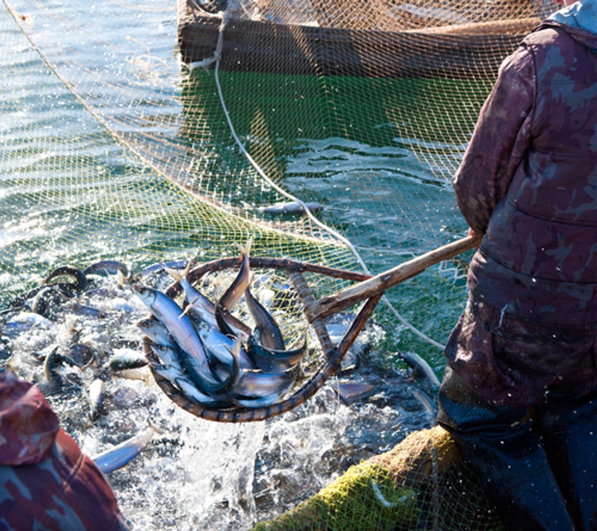 Report: Overfishing is still the norm