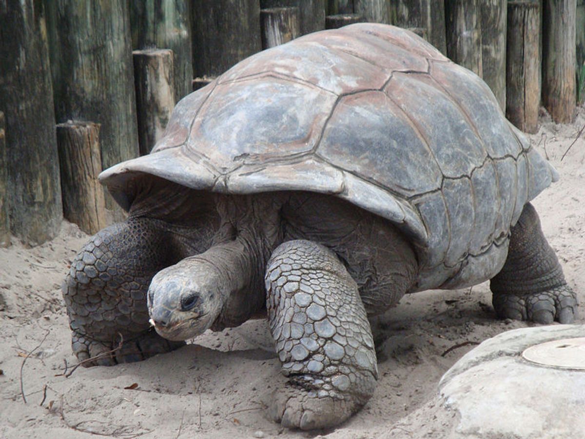 The ICZN settled a 200-year dispute over the scientific name of the Aldabra tortoise earlier this year.  (Wikimedia Commons)