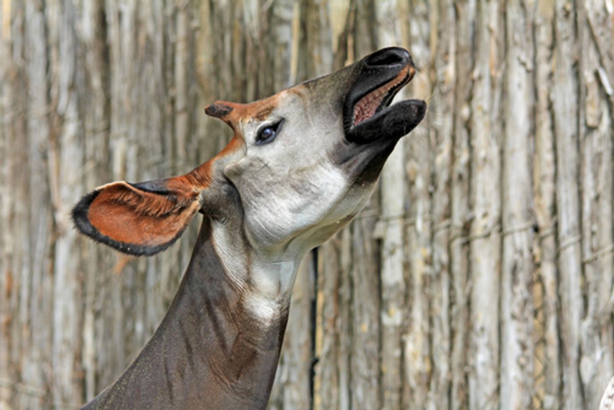 The DRC's okapi is newly recognized as endangered (Malgorzata Litkowska/Shutterstock)