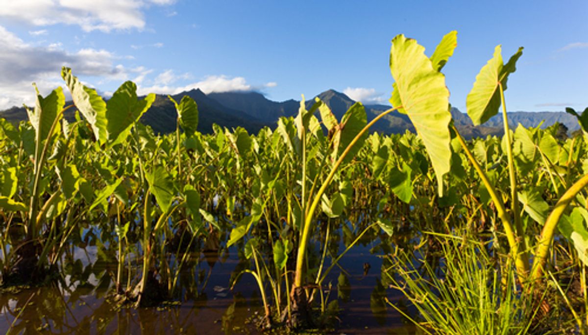 Taro plants grow on the island of Kauai   (Steve Heap/Shutterstock)
