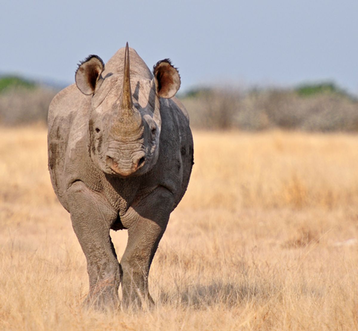  The critically endangered black rhinoceros.    (PicturesWild/Shutterstock)