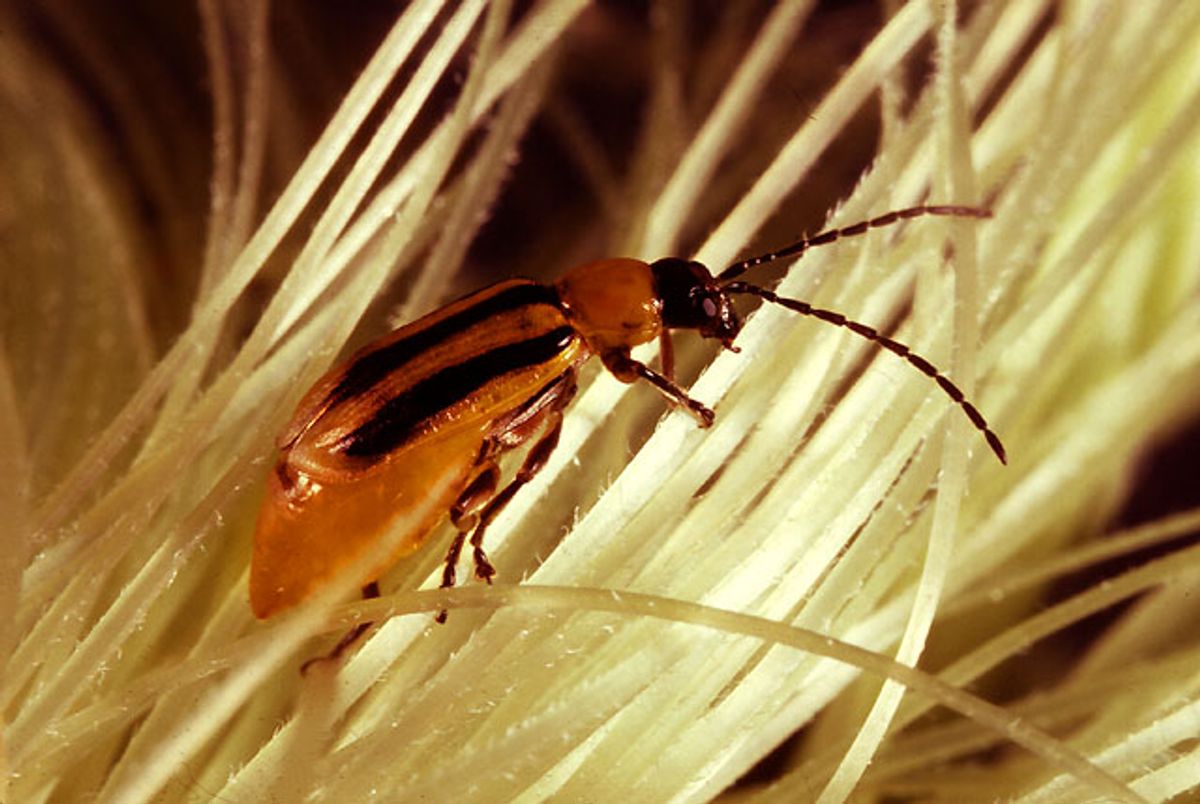 The adult stage of the western corn rootworm shown searching for pollen on corn silk (USDA/Wikimedia Commons)
