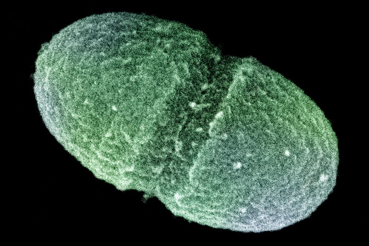 The bacterium, Enterococcus faecalis, which lives in the human gut.  (AP/Agriculture Department)