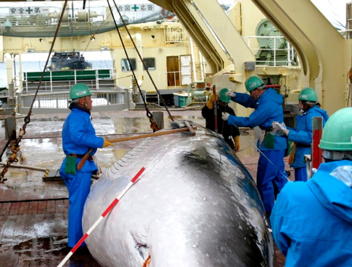 In this Feb. 8, 2009 file photo released by Japan's Institute of Cetacean Research workers measure a captured mink whale on the deck of Japanese whaling ship, the Nisshin Maru. (AP Photo/The Institute of Cetacean Research, File)  