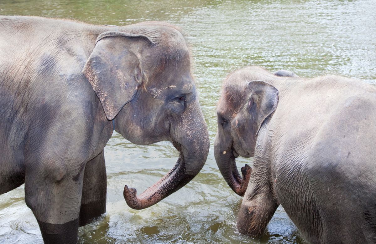 Two young elephants in Bali, Indonesia   (Aleksandar Todorovic/Shutterstock)
