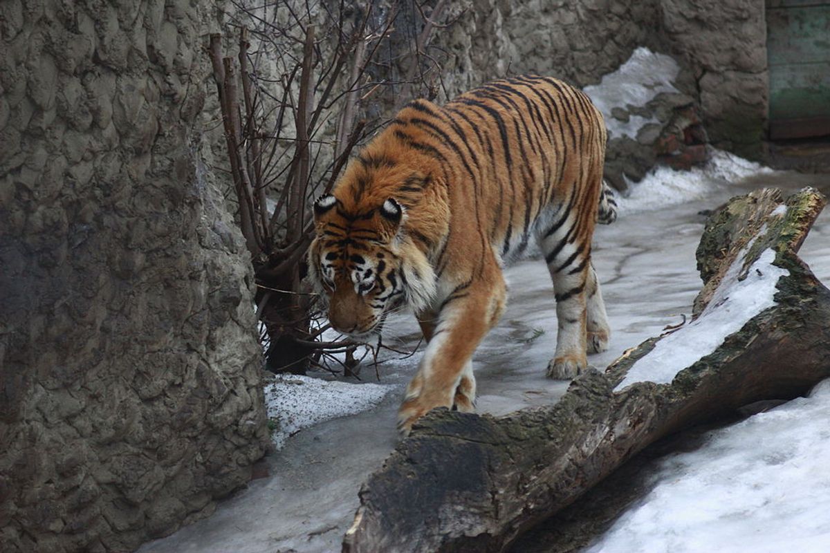 A tiger at the Kharkov Zoo  (Wikimedia Commons)