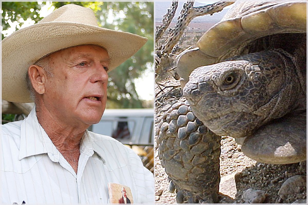 Cliven Bundy and an endangered Desert Tortoise   (Reuters/Jim Urquhart/AP)