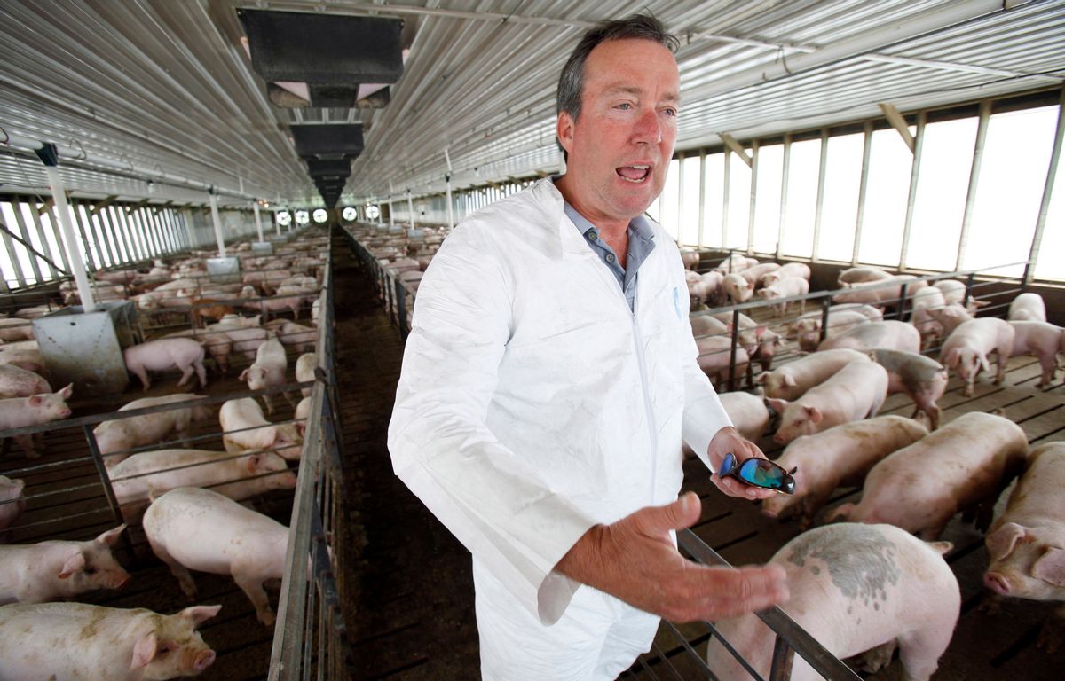 FILE - In this July 9, 2009 file photo Dr. Craig Rowles stands with hogs in one of his Carroll, Iowa, hog buildings. The farmer and longtime veterinarian did all he could to prevent porcine epidemic diarrhea from spreading to his farm, but despite his best efforts the deadly diarrhea attacked in November 2013, killing 13,000 animals in a matter of weeks. PED, a virus never before seen in the U.S. has killed millions of pigs in less than a year, and with little known about how it spreads or how to stop it, its threatening pork production and pushing up prices by 10 percent or more.  (AP Photo/Charlie Neibergall, File) (AP)
