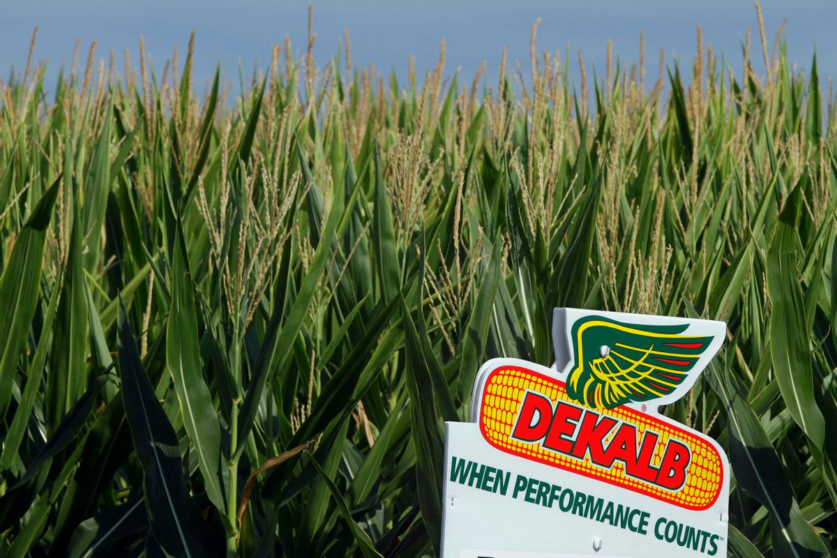 FILE - In this Dunday, July 22, 2012 file photo, a DEKALB corn logo stands along side rows of corn in Ashland, Ill.  DEKALB is one of Monsanto's leading North American brands.  (AP Photo/Seth Perlman, File)  (AP)