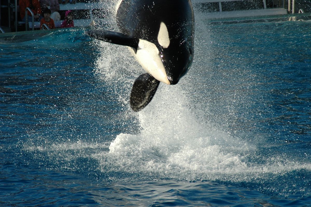  A killer whale show at SeaWorld San Diego (Cary Kalscheuer/Seaworld)