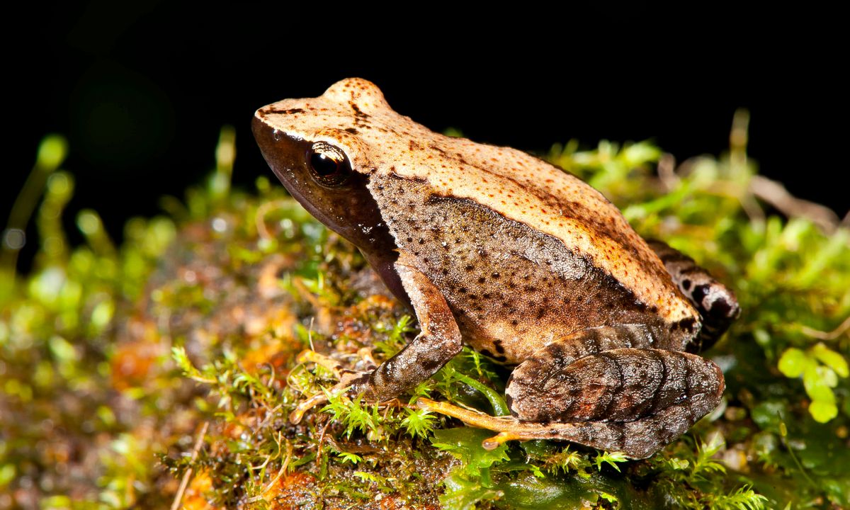 This undated photograph shows one of the 14 new species of so-called dancing frogs discovered by a team headed by University of Delhi professor Sathyabhama Das Biju in the jungle mountains of southern India. The study listing the new species brings the number of known Indian dancing frogs to 24 and attempts the first near-complete taxonomic sampling of the single-genus family found exclusively in southern India's lush mountain range called the Western Ghats, which stretches 1,600 kilometers (990 miles) from the west state of Maharashtra down to the country's southern tip. (AP Photo/Satyabhama Das Biju) (AP)