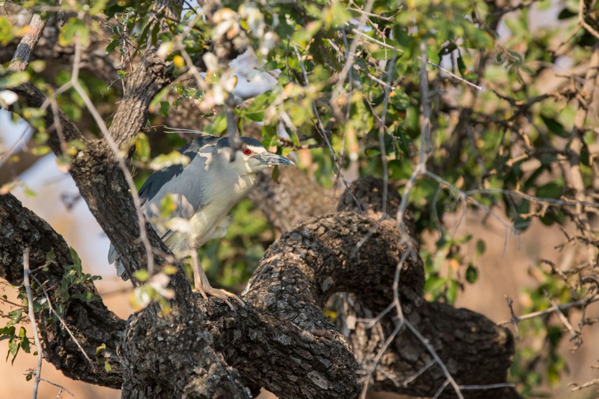  Back-crowned night heron   (FCS/Shutterstock)