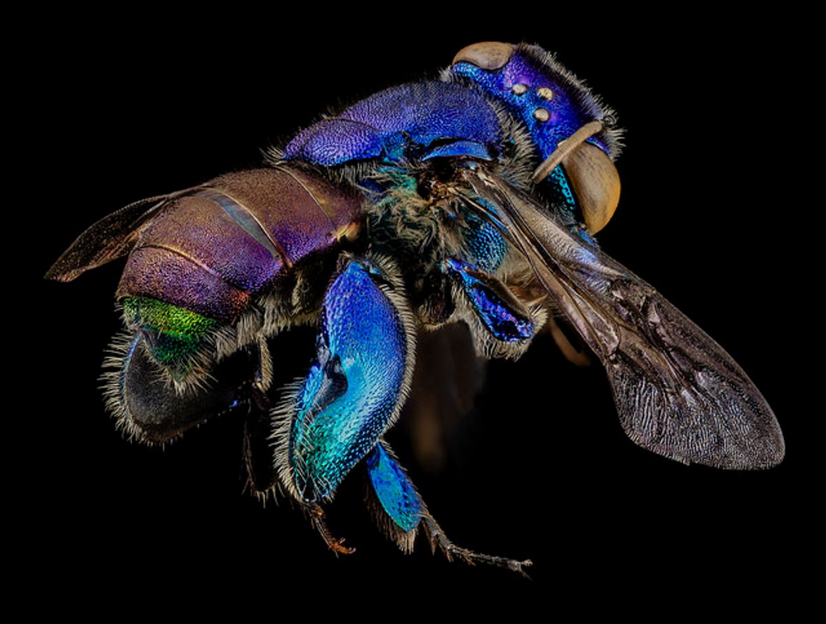 Euglossa orchid bee, found in the Guyana rainforests (USGS Bee Inventory and Monitoring Lab)