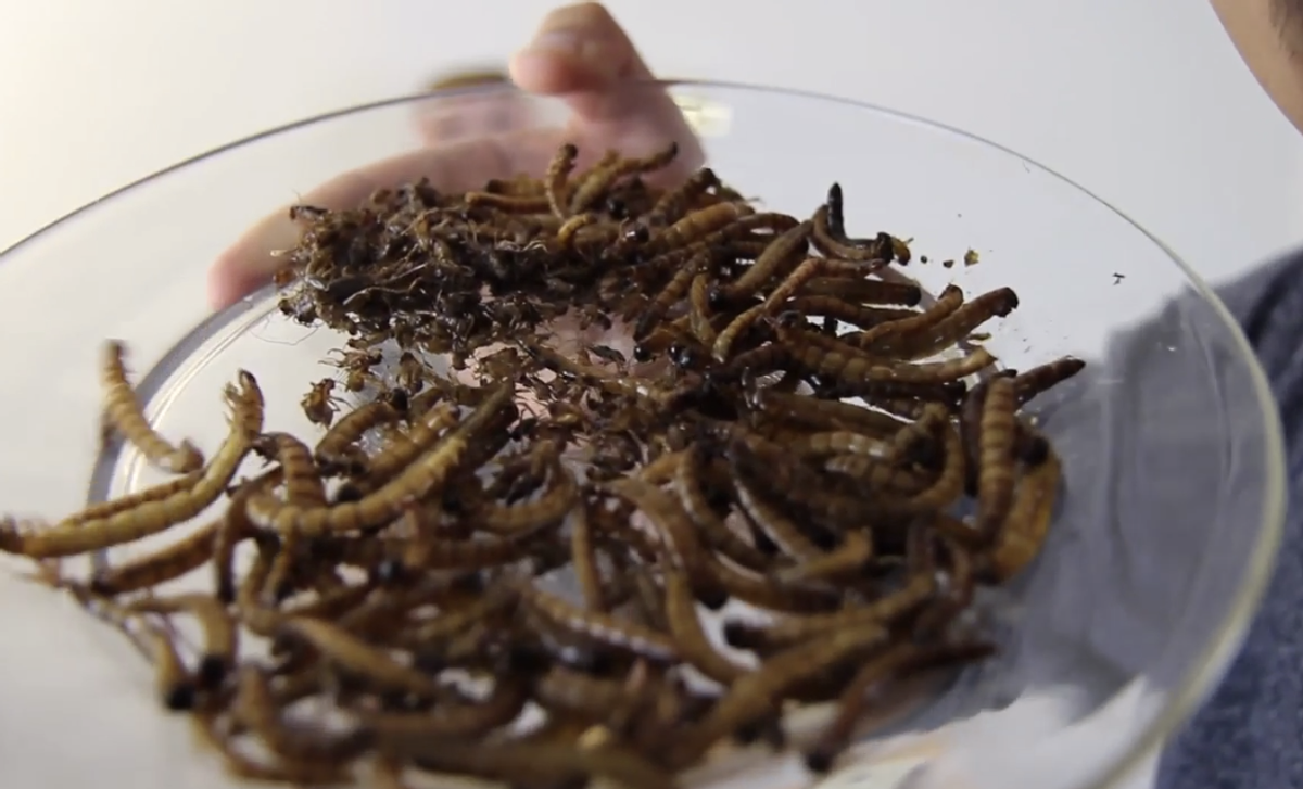  A plate of roasted insects (Screenshot AsapTHOUGHT)