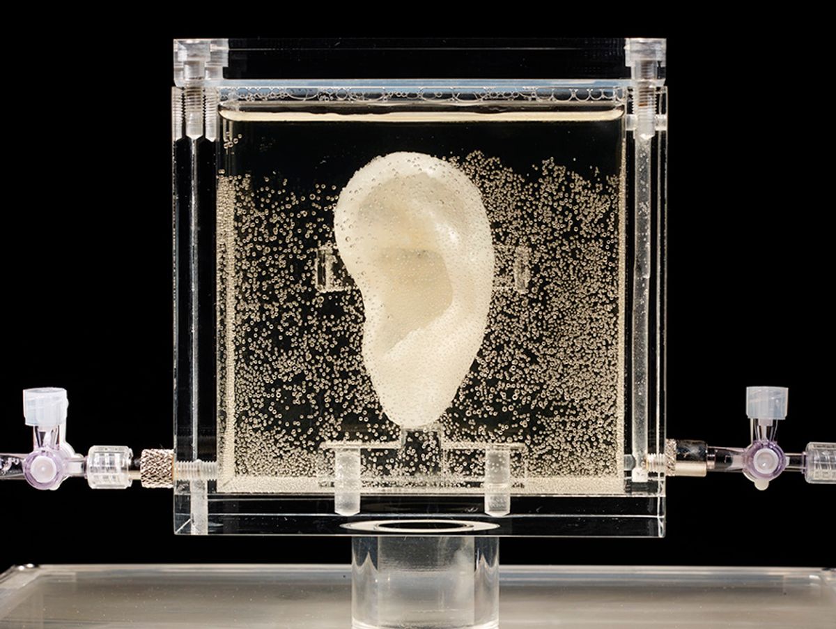 Undated picture shows an ear made of human cells grown from samples provided from a distant relative from Dutch artist Vincent van Gogh, in the center for art and media in Karlsruhe, Germany, Tuesday, June 3, 2014.  US based artist Diemut Strebe said she wants to combine art and science with the installation.  ((AP Photo/Diemut Strebe.Sugababe))