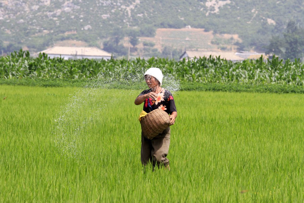 a farmer is giving fertilizer to rice plants in Sohung County of North Hwanghae Province, DPRK, on Thursday, July 10th, 2014. (AP Photo/Kim Kwang Hyon) (Kim Kwang Hyon)