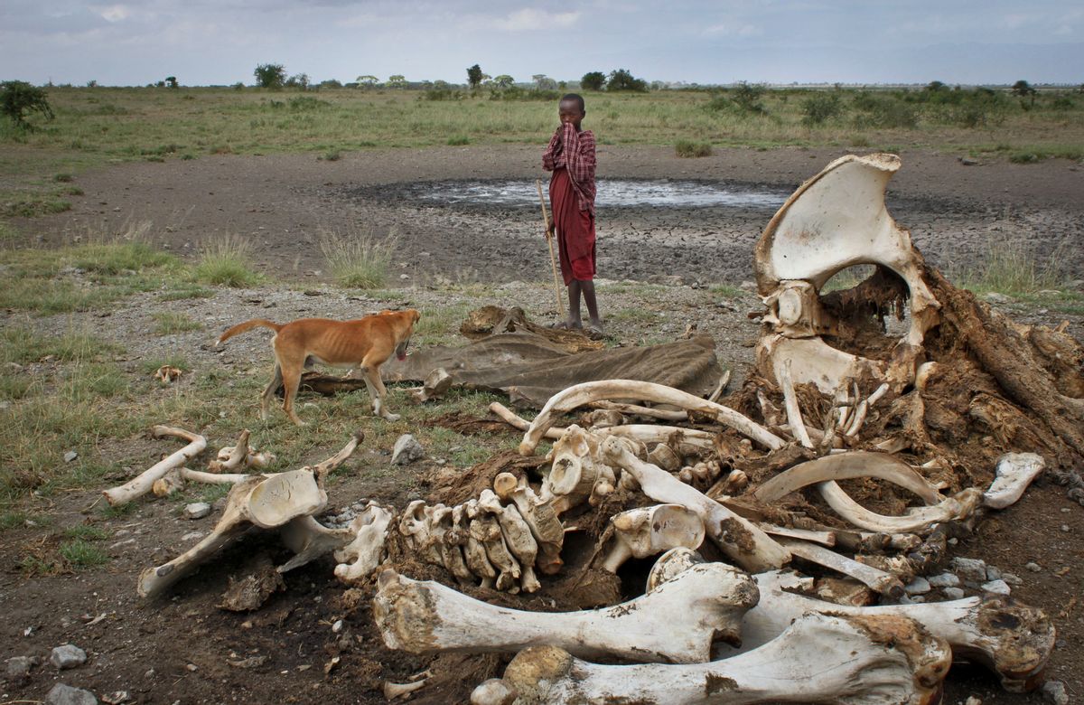 FILE - In this Wednesday, Feb. 13, 2013 file photo, a Maasai boy and his dog stand near the skeleton of an elephant killed by poachers outside of Arusha, Tanzania.  (AP/Jason Straziuso)