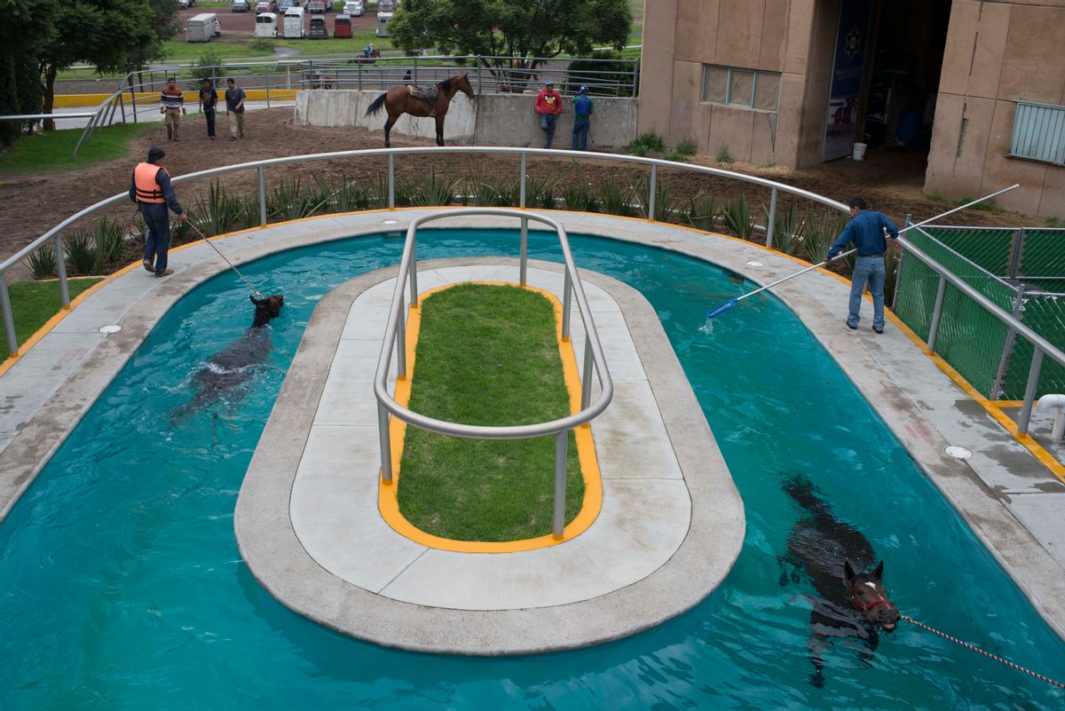 In this Wednesday, July 2, 2014 photo, horses swim in a treadmill hydrotherapy pool while another employee scoops dirt out of the pool at the Hippodrome of the Americas in Mexico City. The low-impact therapy helps the horses recover from rigorous exercise and racing. (AP Photo/Sean Havey) (AP)
