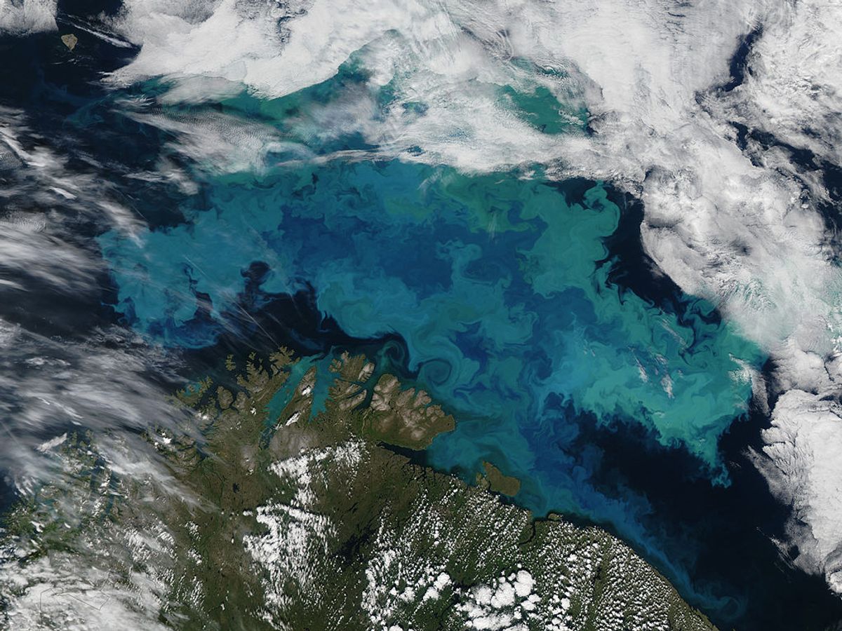A coccolithophore bloom in the Barents Sea  (NASA Earth Observatory/Wikimedia Commons)