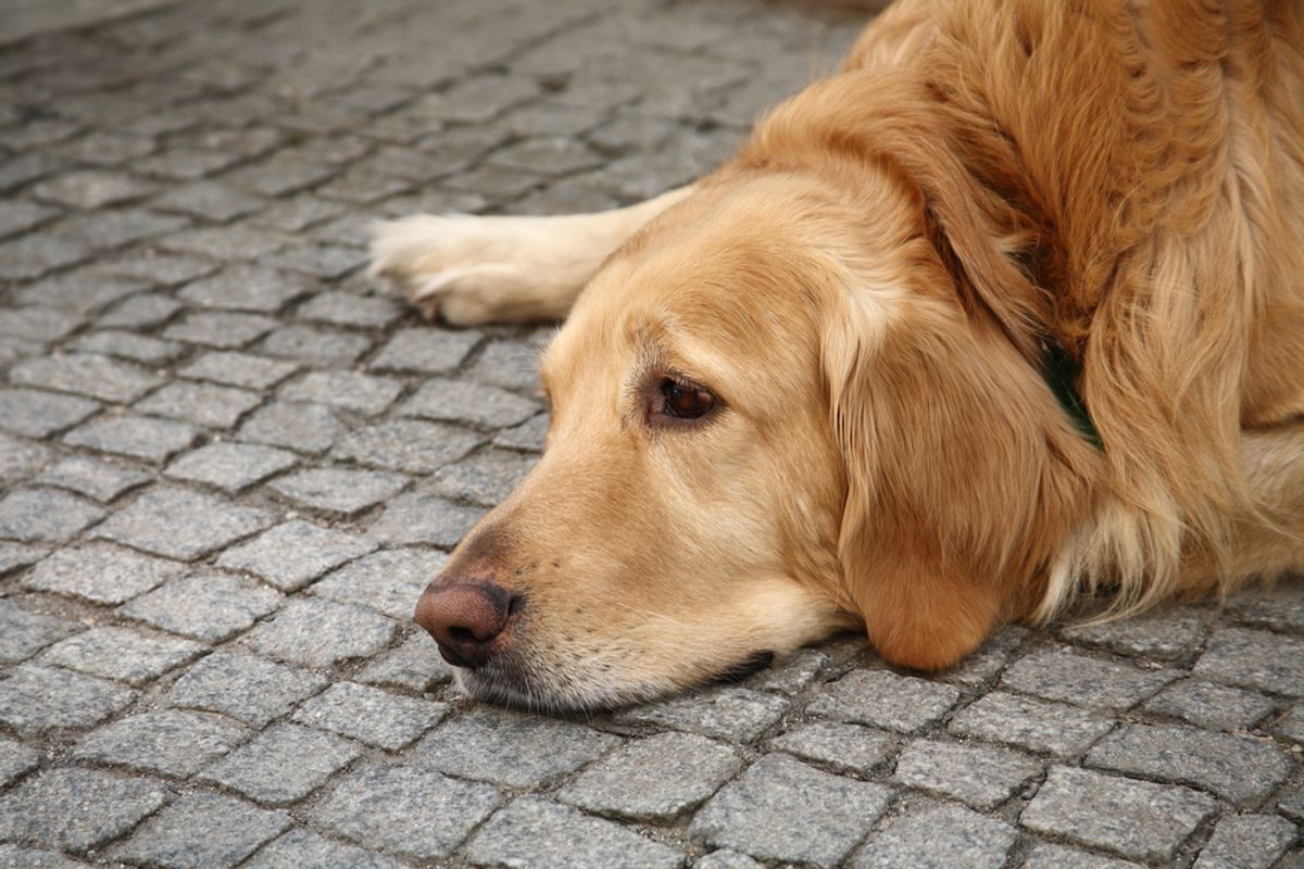  Sad dog      (<a href='http://www.shutterstock.com/gallery-540553p1.html'>Funny Solution Studio</a> via <a href='http://www.shutterstock.com/'>Shutterstock</a>)