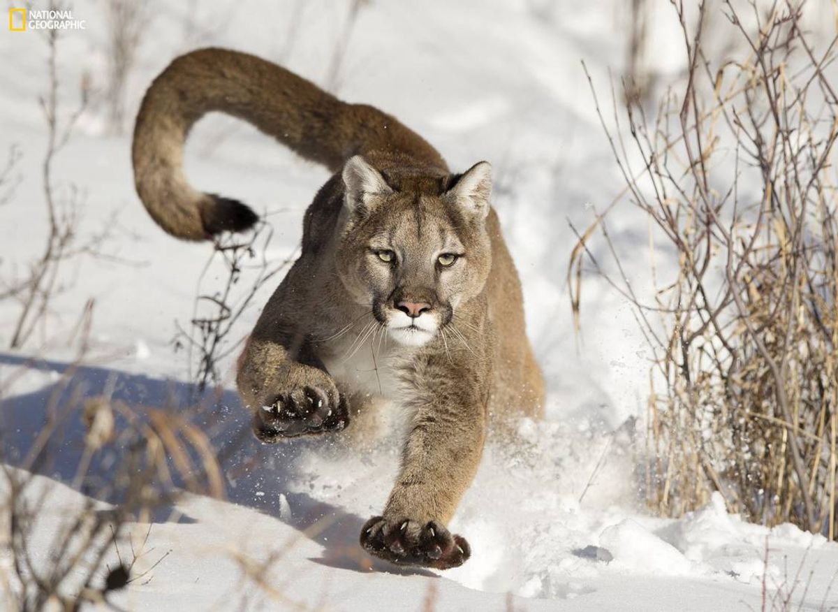 l had a chance to photograph a puma at very close distance in Bozeman. When a puma focus a target, its very impressive to watch its concentration, eyes, speed, opening his paws and nails.      (<em>Photo and caption by </em><a href="http://photography.nationalgeographic.com/photography/photo-contest/2014/users/2422718/"><em>Serhat Demiroglu </em></a>/National Geographic Photo Contest 2014)