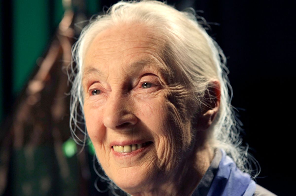 Dr. Jane Goodall         (AP/Kathy Willens)