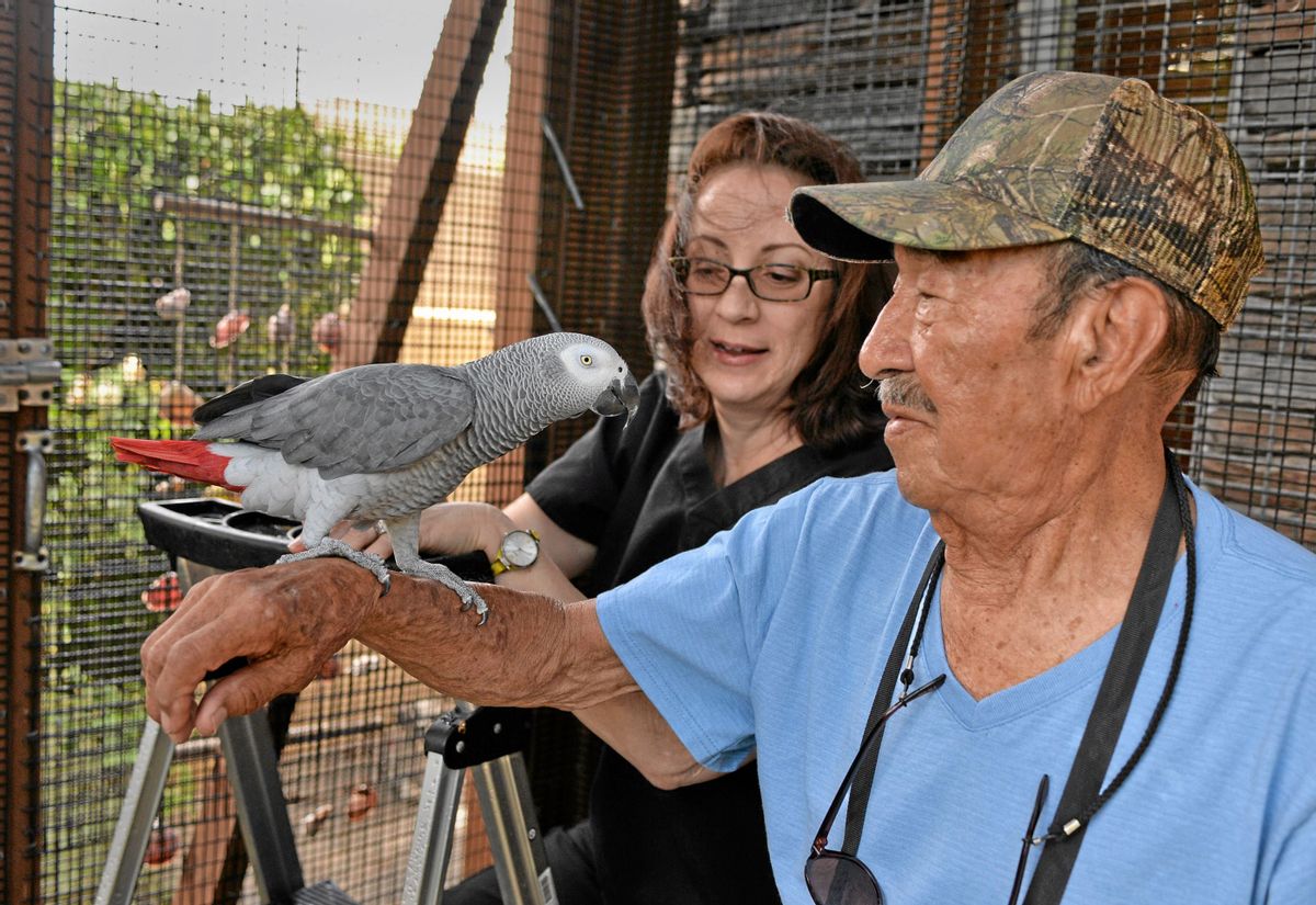 In this Oct. 15, 2014 photo, Nigel, the parrot, was reunited with his second family this week after original owner Darren Chick decided to give him back to the family that had bonded with him the last four years in Torrance, Calif. The reunion was brought about by a Southern California veterinarian who mistook Nigel, an African gray parrot, for her own missing bird, the Daily Breeze reported Sunday. (AP Photo/The Daily Breeze, Robert Casillas) (AP)
