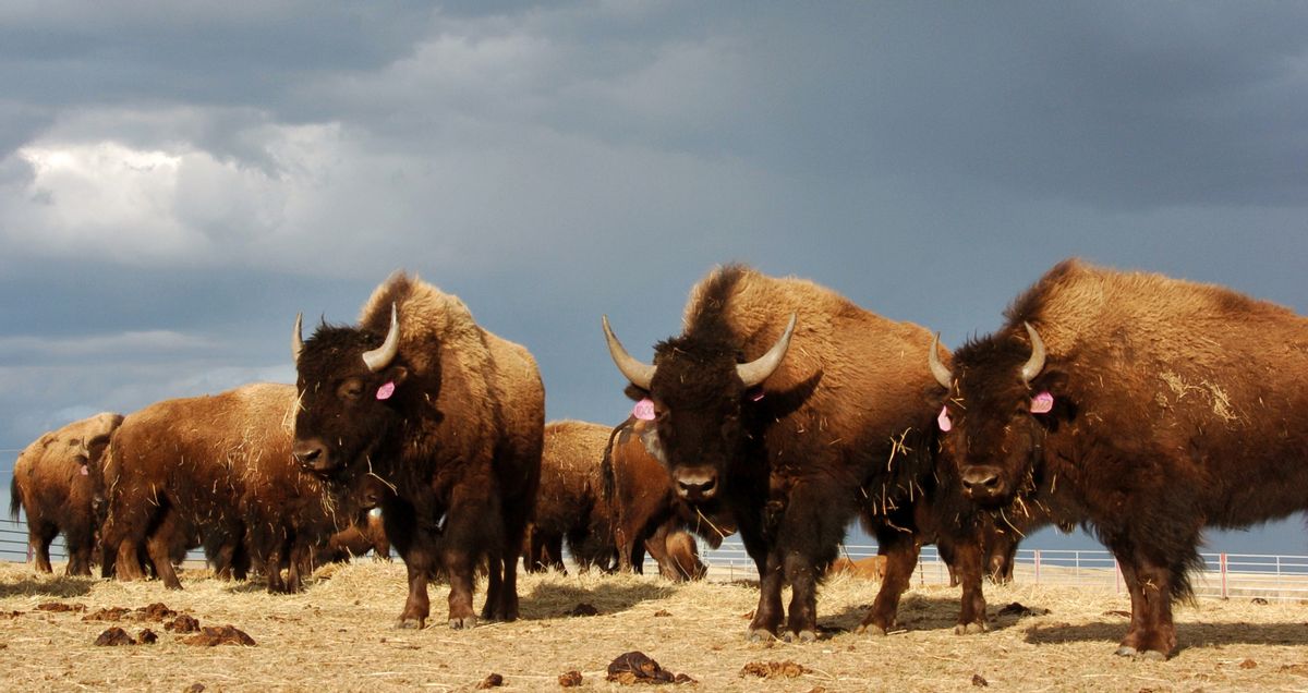 FILE - In this April 24, 2012 file photo, a herd of bison roam on the Fort Peck Reservation near Poplar, Mont.  (AP Photo/Matthew Brown, File)