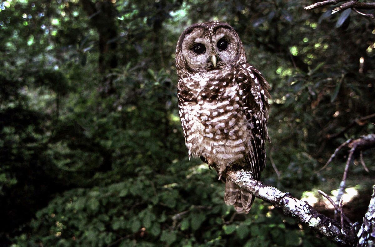FILE  - This June 1995 file photo shows a Northern Spotted owl taken in Point Reyes, Calif.  (AP Photo/Tom Gallagher, file)