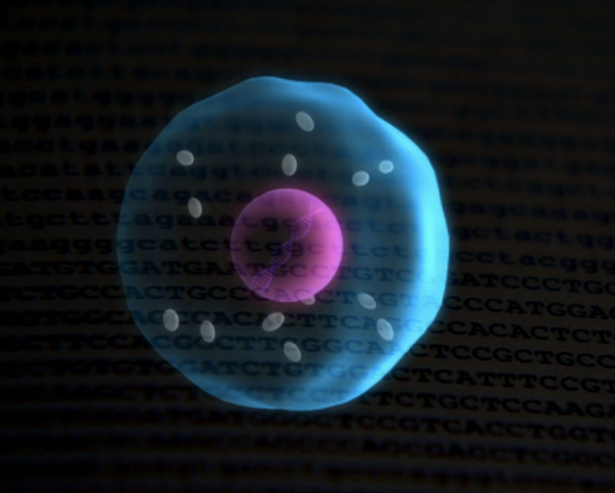  Embryo (BBC interactive video)