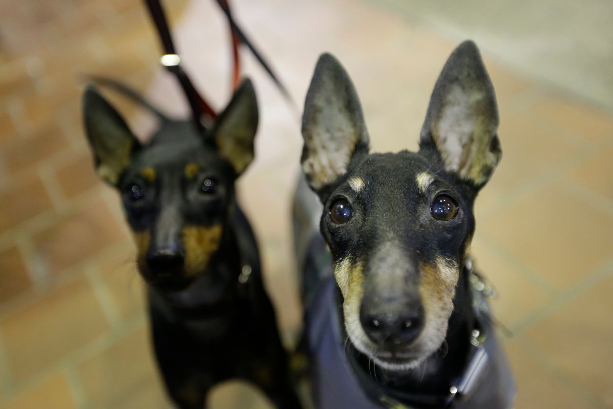 American Pinschers Scamp, left, and William are on display during the American Kennel Club Meet the Breed event, Saturday, Feb. 14, 2015, in New York. (AP Photo/Mary Altaffer) (AP)