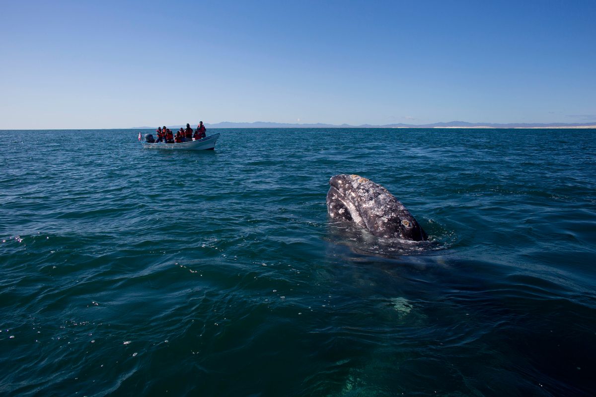 In this March 3, 2015 photo, visitors aboard a boat watch as a gray whale surfaces in the Pacific Ocean waters of the San Ignacio lagoon, near the town of Guerrero Negro, in Mexico's Baja California peninsula. (AP Photo/Dario Lopez-Mills) (AP)