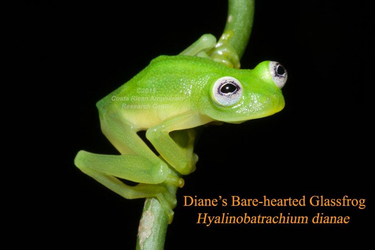    (Photo courtesy of Brian Kubicki of the Costa Rican Amphibian Research Center)
