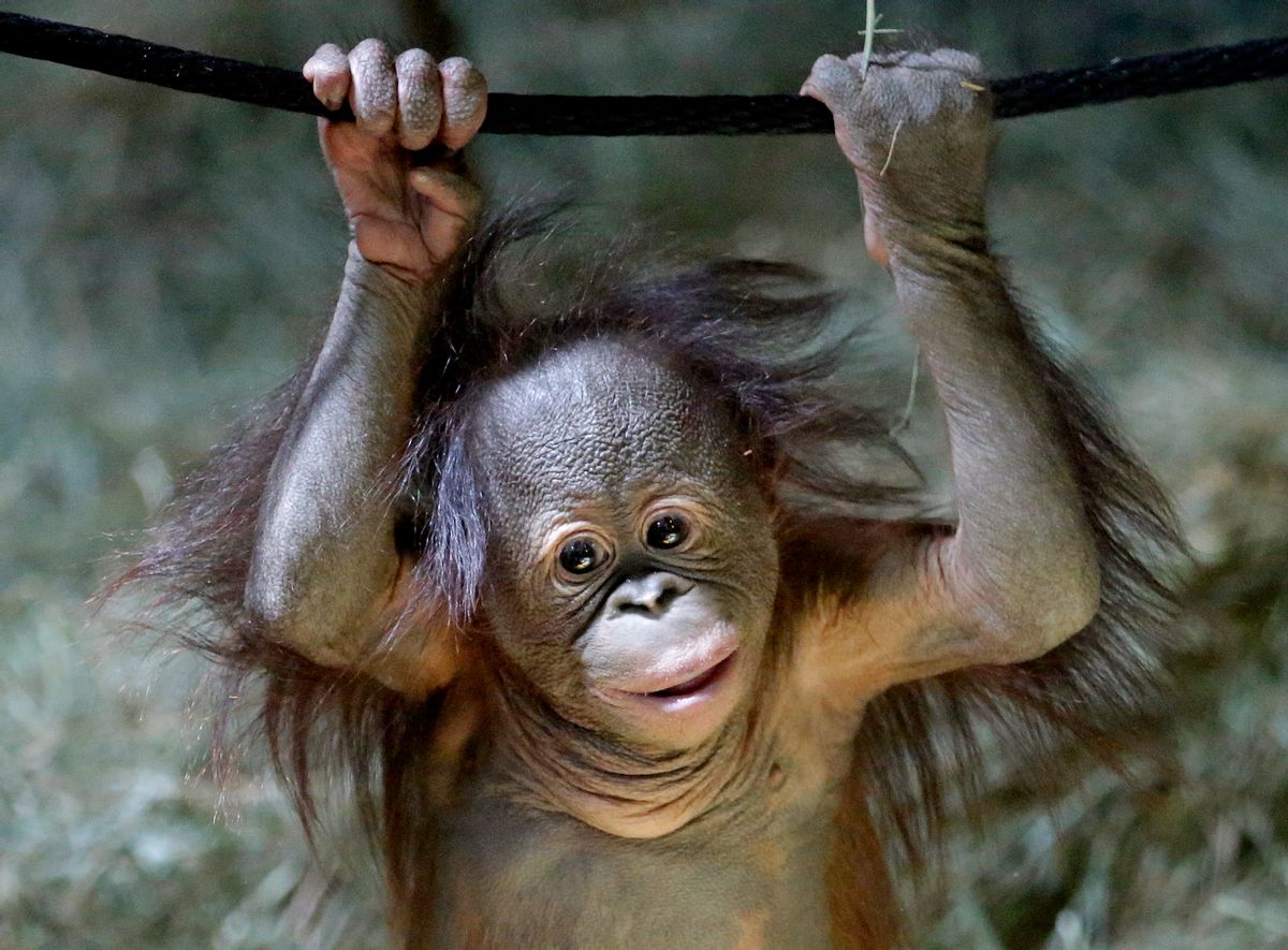 Tuah, the five month-old Bornean orangutan looks on in the Great Ape Building at Utah's Hogle Zoo Friday, April 10, 2015, in Salt Lake City.  (AP Photo/Rick Bowmer) (AP)