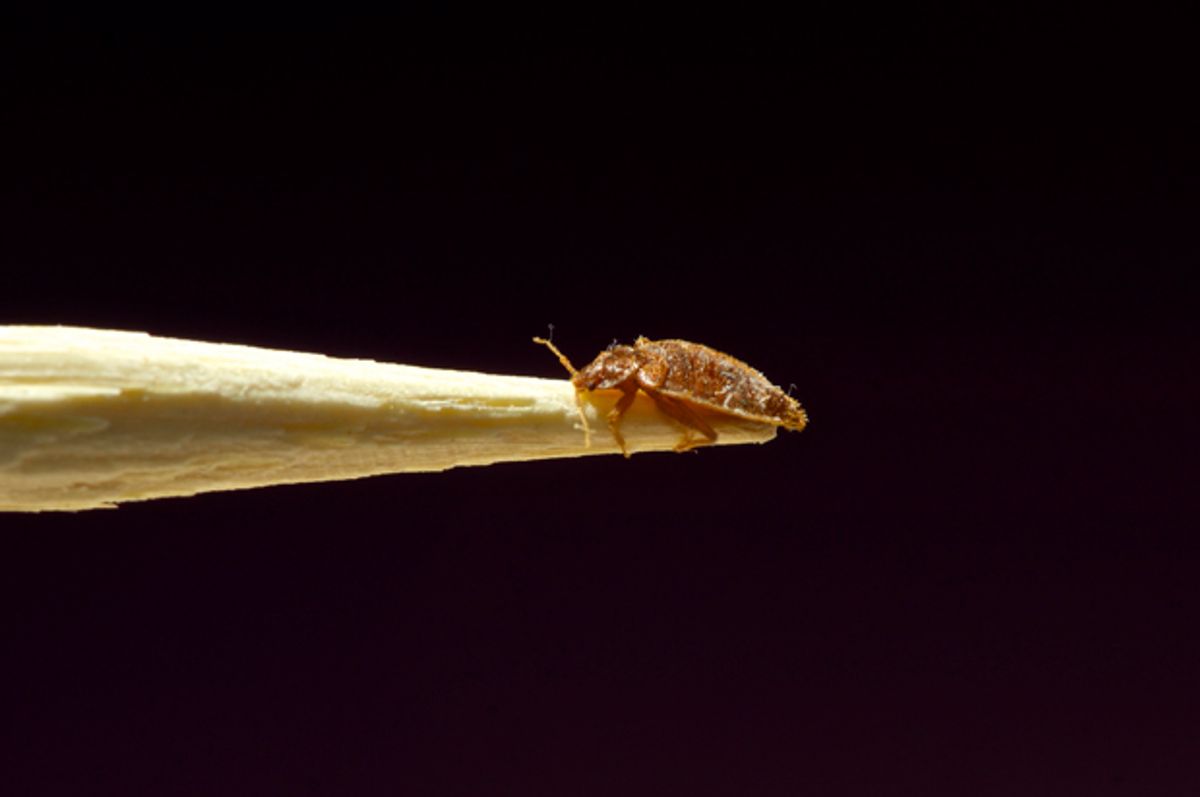 A drop of blood with legs: How the bed bug infiltrated our