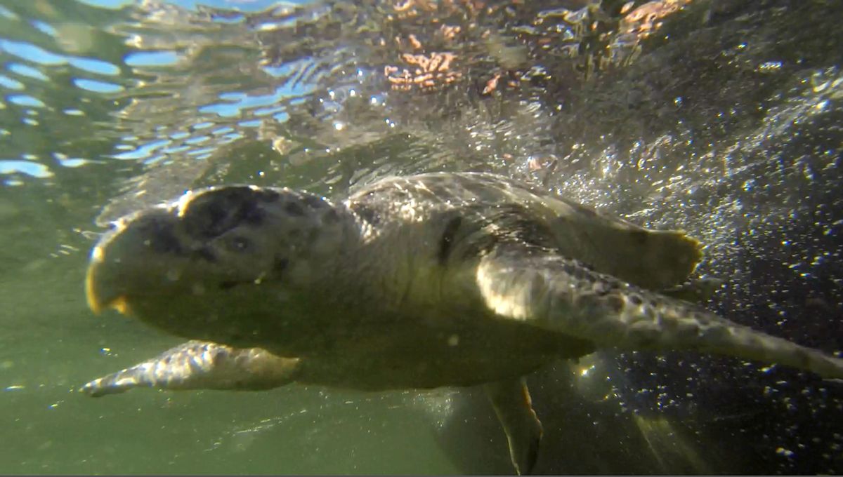 FILE - In this Jan. 29, 2015 image made from video, an endangered Kemp's Ridley sea turtle swims as it is released into the Gulf of Mexico, 24 miles off the coast of Louisiana, after being rehabilitated by the Audubon Institute. After the spill, the number of the turtles' nests dropped 40 percent in one year in 2010. "We had never seen a drop that dramatic in one year before," according to Selina Saville Heppell, a professor at Oregon State University. The population climbed in 2011 and 2012 but then fell again in 2013 and 2014, down to levels that haven't been that low in nearly a decade, she said. (AP Photo/Gerald Herbert, File) (AP)